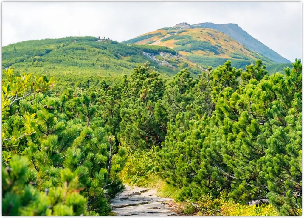 Tablou - Babi Hora, Polonia (70x50 cm)