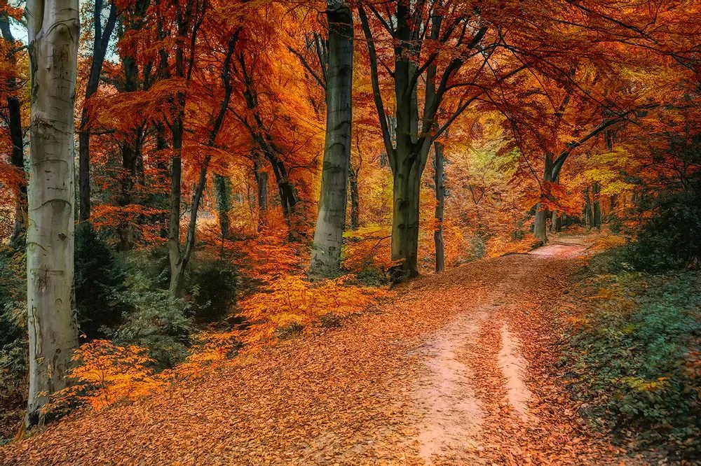Fototapet autoadeziv pădure în perioada de toamnă