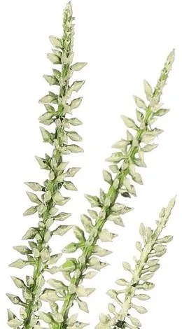 Plantă artificială Vřes crem, 11 x 15 x 28 cm