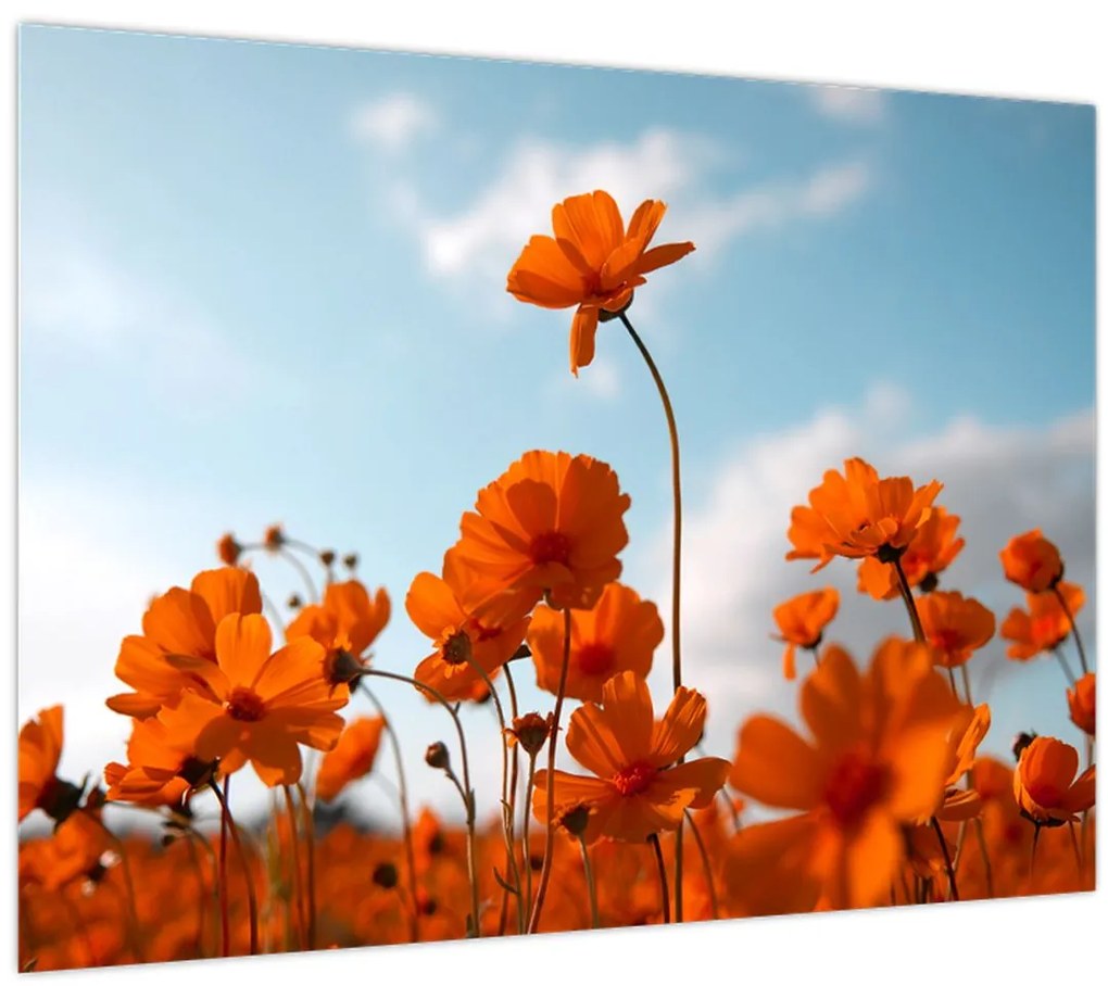 Tablou - Flori sălbatice (70x50 cm)