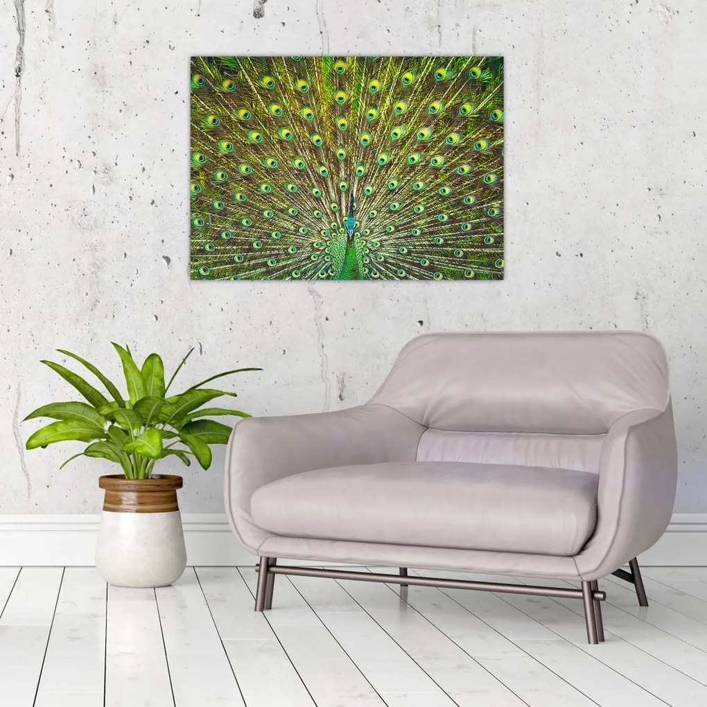 Tablou pe sticlă - Peacock (70x50 cm)