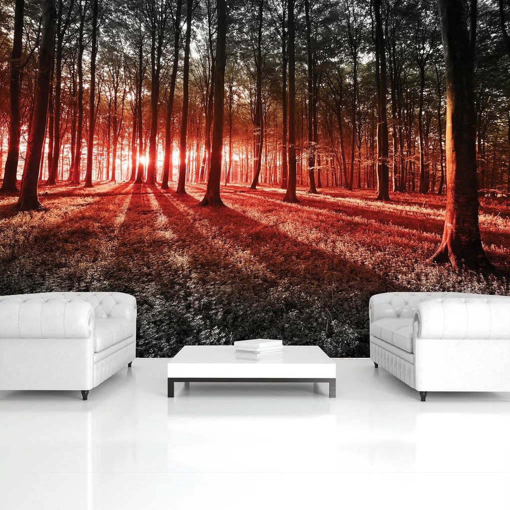 Fototapet - Pădure (152,5x104 cm)