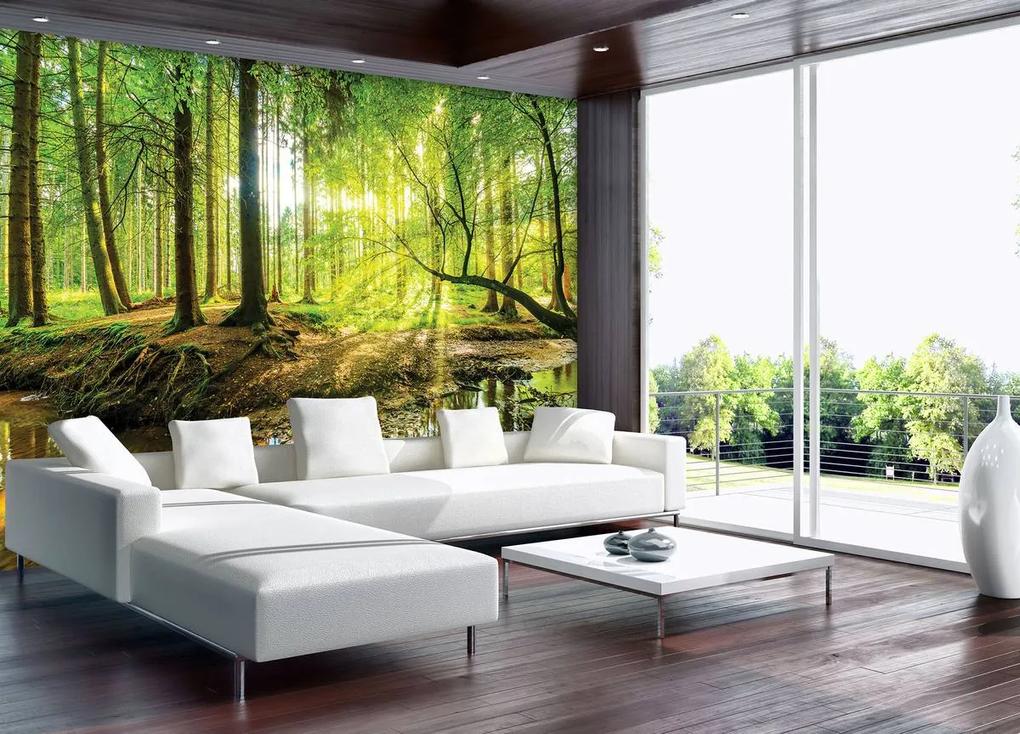 Fototapet - Pădurea însorită (254x184 cm), în 8 de alte dimensiuni noi