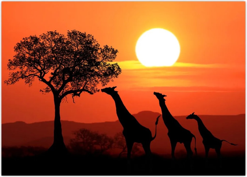 Tablou cu girafe în apus de soare (70x50 cm)