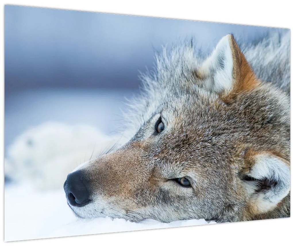 Tablou - Lup (90x60 cm)