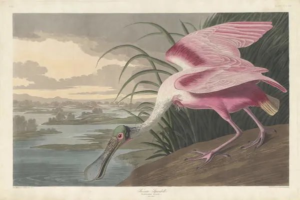 Reproducere Roseate Spoonbill, 1836, John James (after) Audubon