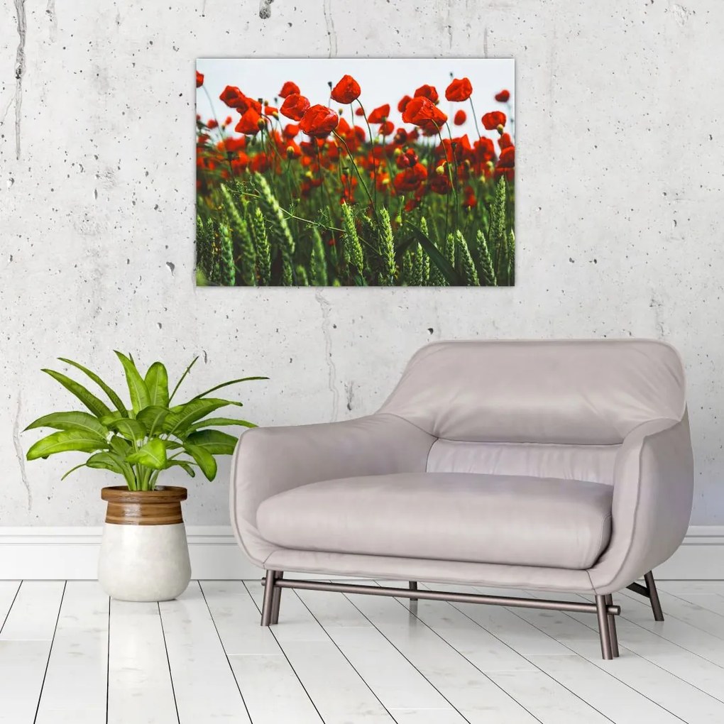 Tablou pe sticlă - Maci în vânt (70x50 cm)