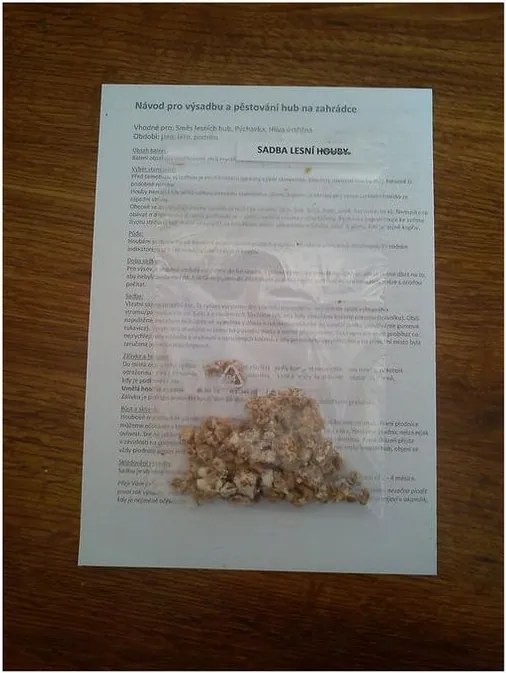 decoDoma Miceliu ciuperci