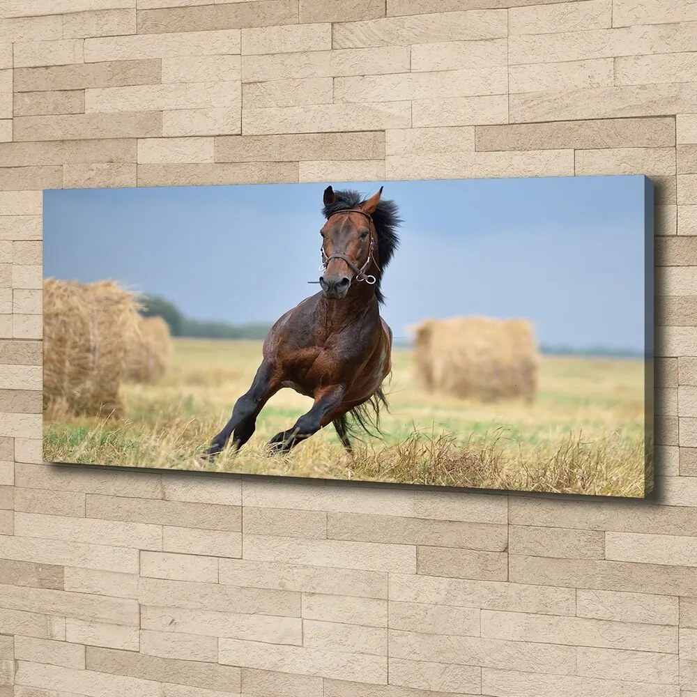 Tablou pe pânză canvas Un cal în galop