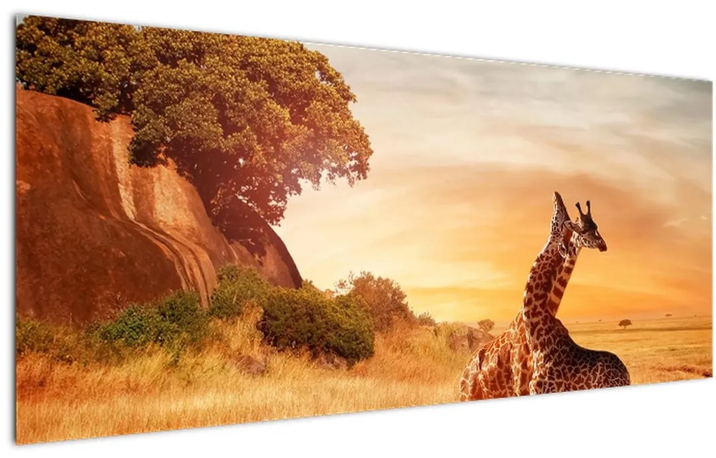 Tablou Girafe în Africa (120x50 cm)