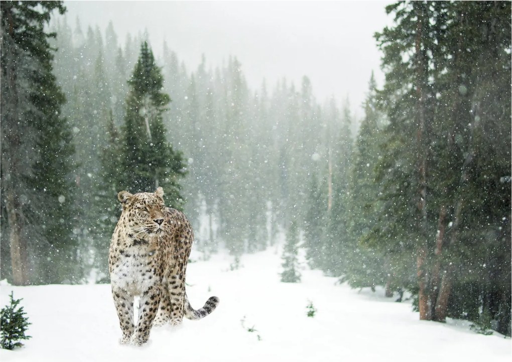 Tablou cu leopard în zăpadă (70x50 cm)