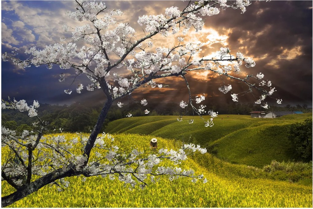 Tablou - Peisaj cu pomul înflorit (90x60 cm)