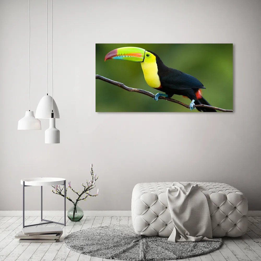 Tablou pe sticlă acrilică Toucan