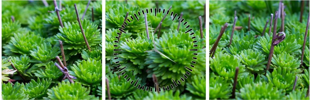 Tablou - Aloe (cu ceas) (90x30 cm)