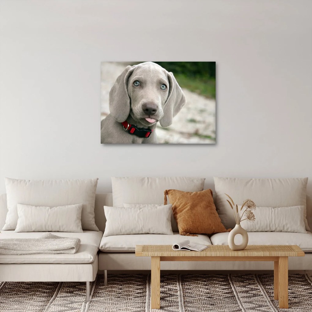 Tablou - cățeluș weimaraner (70x50 cm)