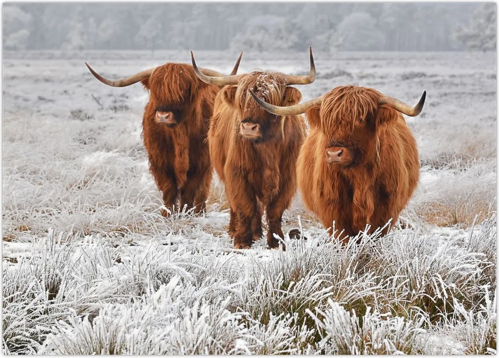 Tablou - Vaci scoțiene (70x50 cm)