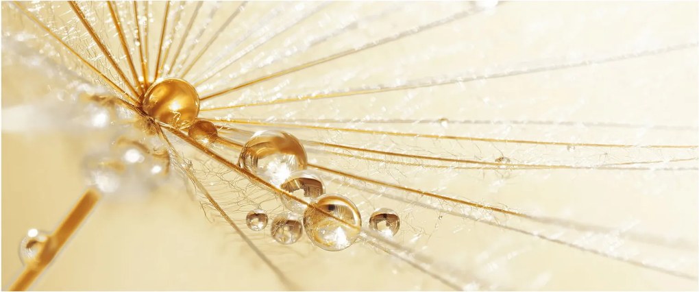 Tablou - Fotografie macro de păpădie (120x50 cm)