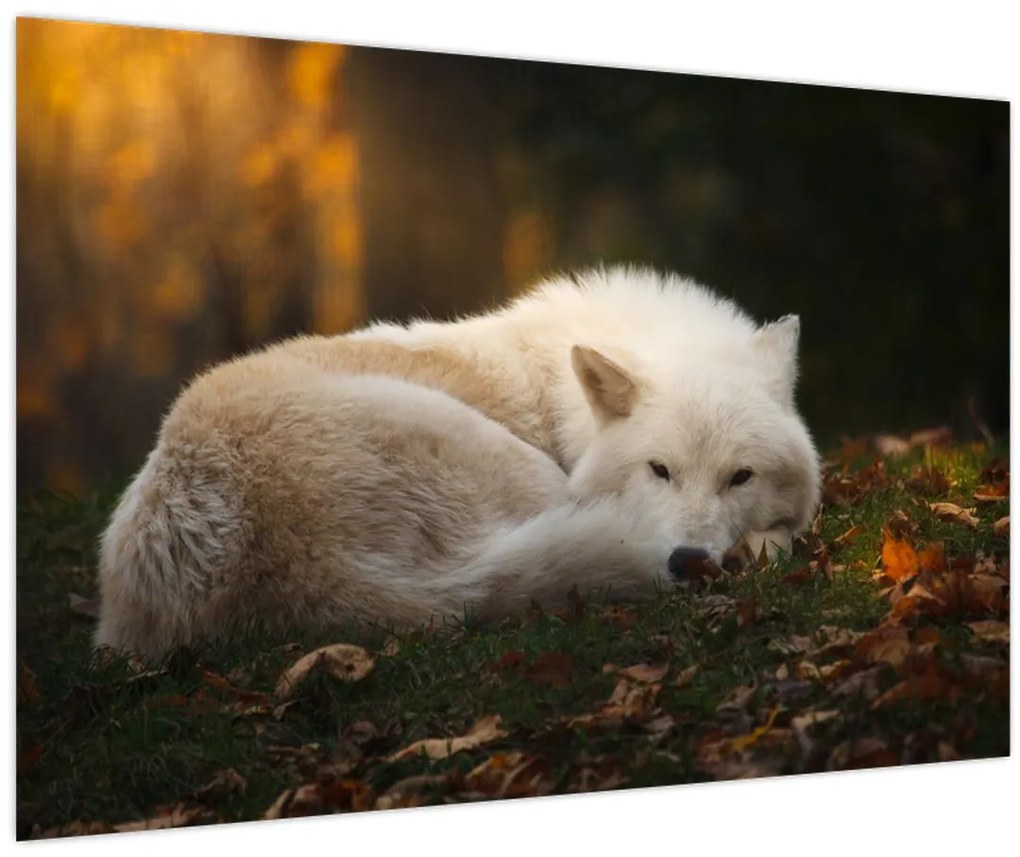 Tablou - Lupul care se odihnește (90x60 cm)