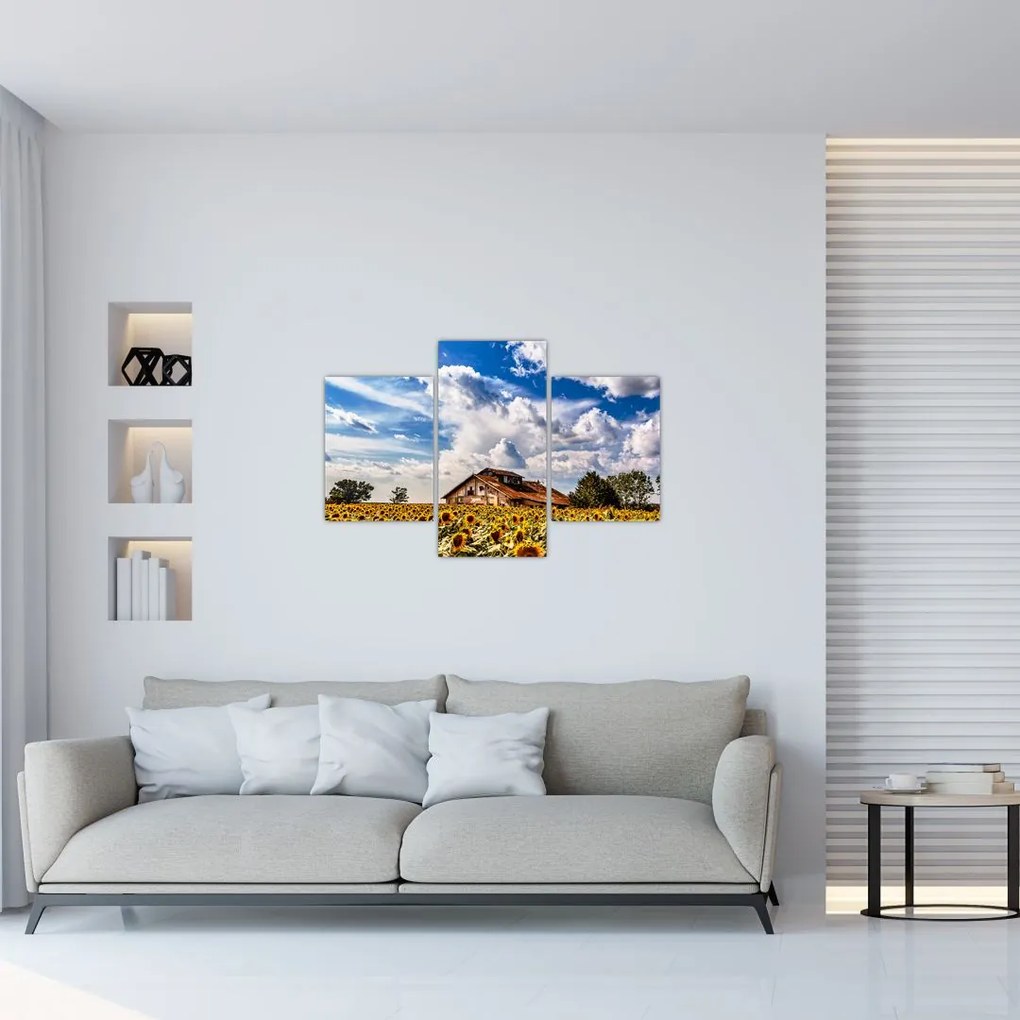 Tablou cu câmp de floarea soarelui (90x60 cm)