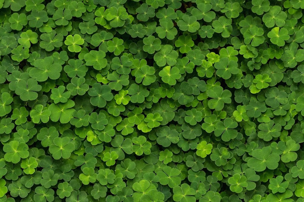 Fototapet, 3D Clover, Rebel Walls