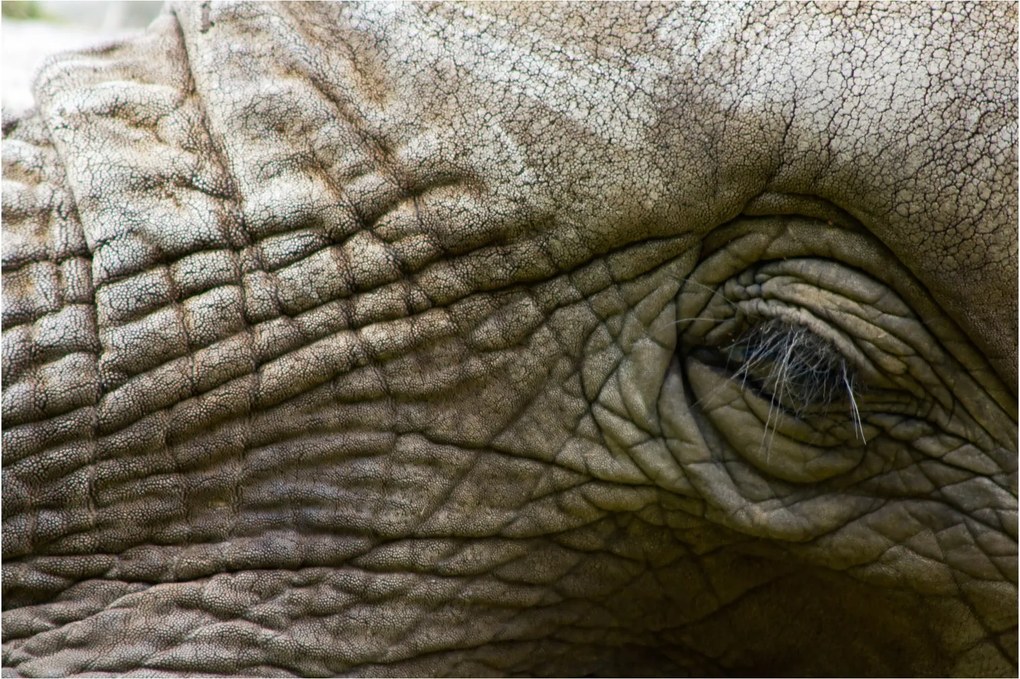 Tablou - Prim-planul ochiului de elefant vechi (90x60 cm)