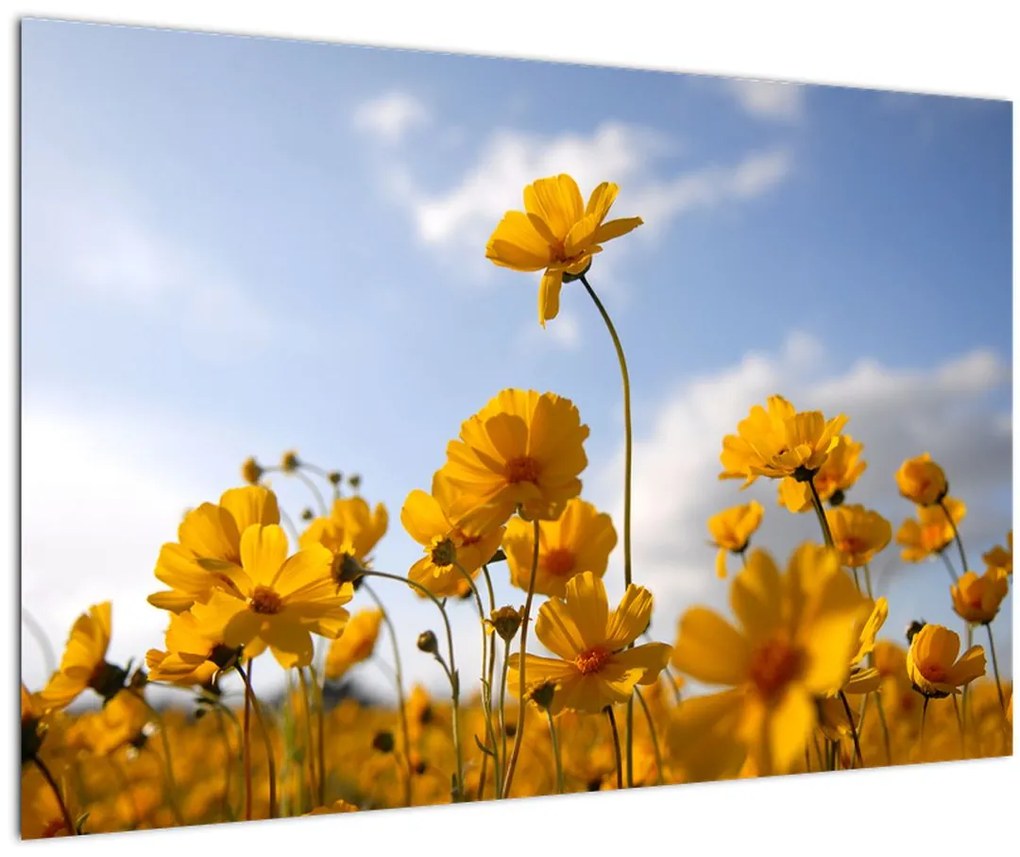 Tablou - Câmp cu flori galben deschis (90x60 cm)