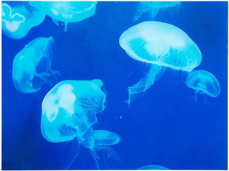 Tablou decorativ imagine imprimata pe sticla, Meduse 60x80cm Quallen A-37413 VC