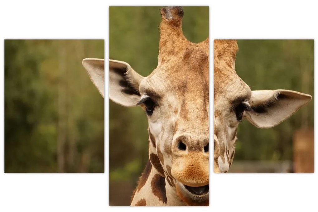 Tablou girafe (90x60 cm)