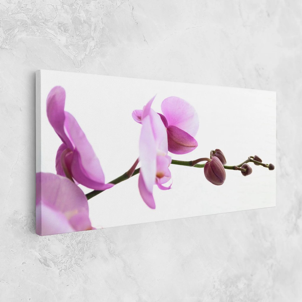 Tablou Canvas, 100x200cm, Dormitor si Living, Flori, Orhidee, Purple Orchid On White