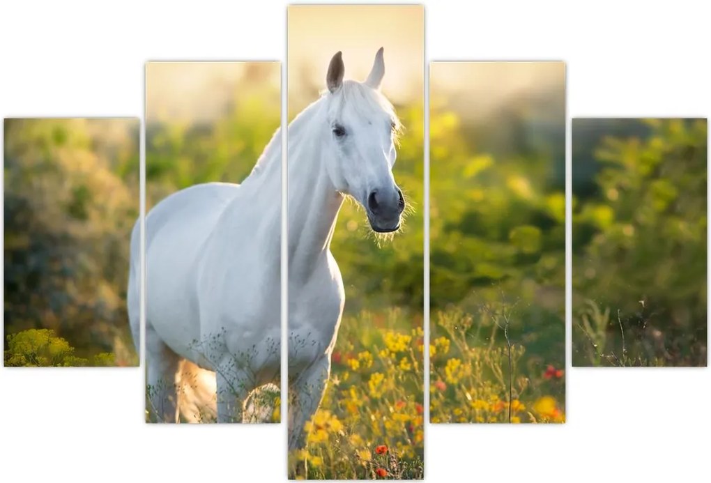 Tablou - Cal alb în poină (150x105 cm)