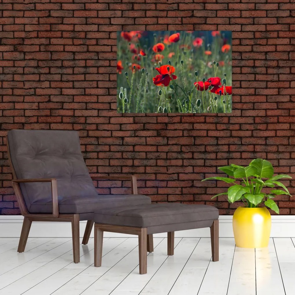 Tablou pe sticlă - Lunca cu maci (70x50 cm)