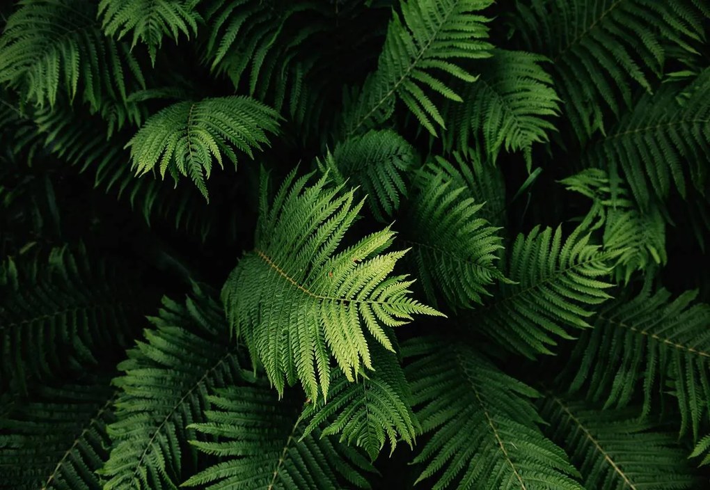 Fototapet - frunze (254x184 cm)