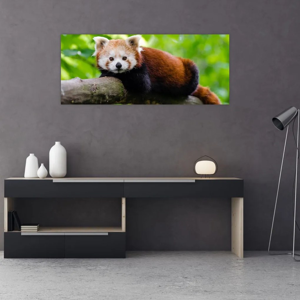 Tablou cu panda roșie (120x50 cm)