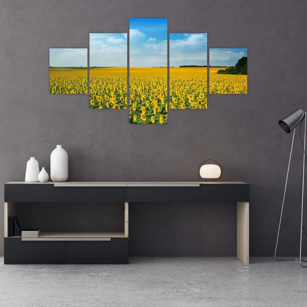 Tablou - câmp cu floarea soarelui (125x70 cm), în 40 de alte dimensiuni noi