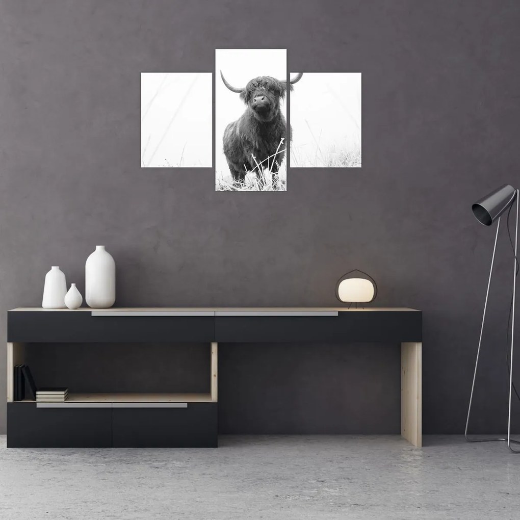 Tablou - Vacă scoțiană 4,alb-negru (90x60 cm)