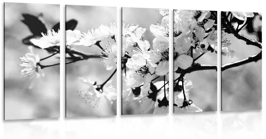 Tablou 5-piese floare de cireș în design alb-negru