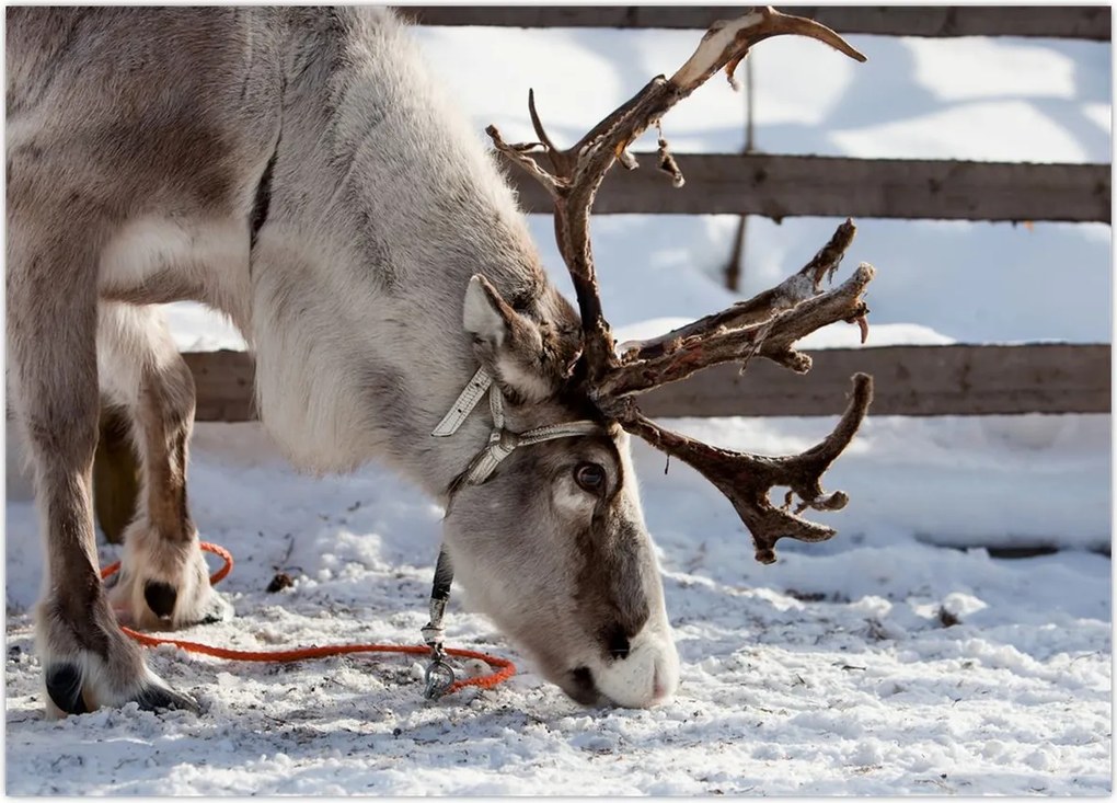 Tablou - Sâmbătă (70x50 cm)