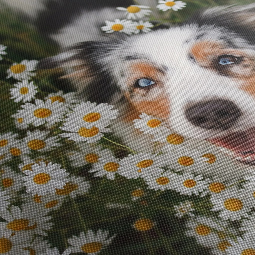 Tablou - Ciobănesc australian (120x50 cm)