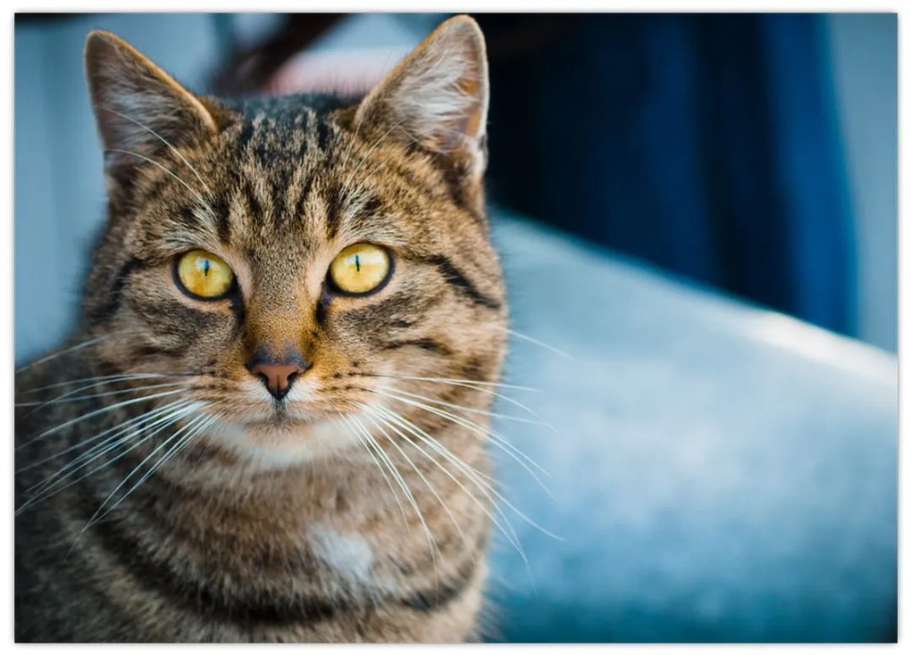 Tablou - Pisica domestică (70x50 cm)