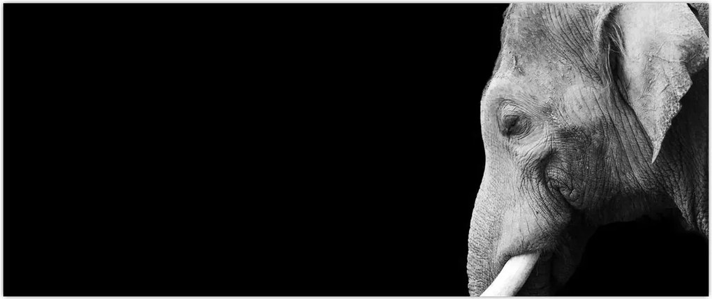 Tablou - Elefant (120x50 cm)