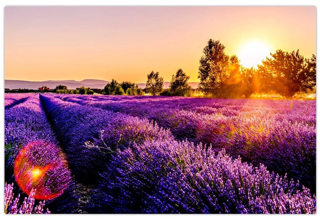 Tablou cu câmp de lavanda (90x60 cm)