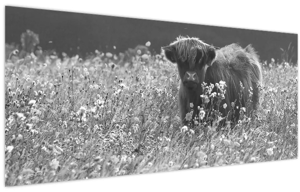 Tablou - Vacă scoțiană 5,alb-negru (120x50 cm)