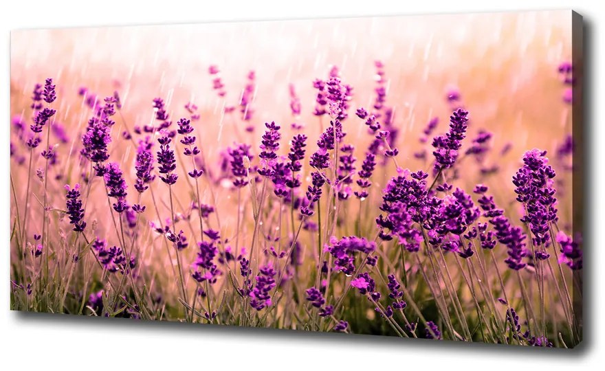 Imprimare tablou canvas Lavandă