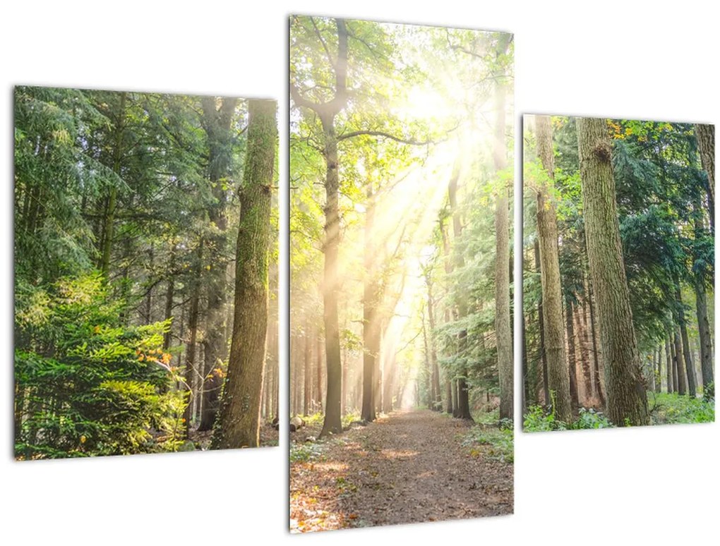 Tablou - Poteci în pădure (90x60 cm)