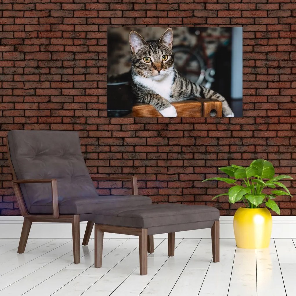 Tablou cu pisica (90x60 cm)
