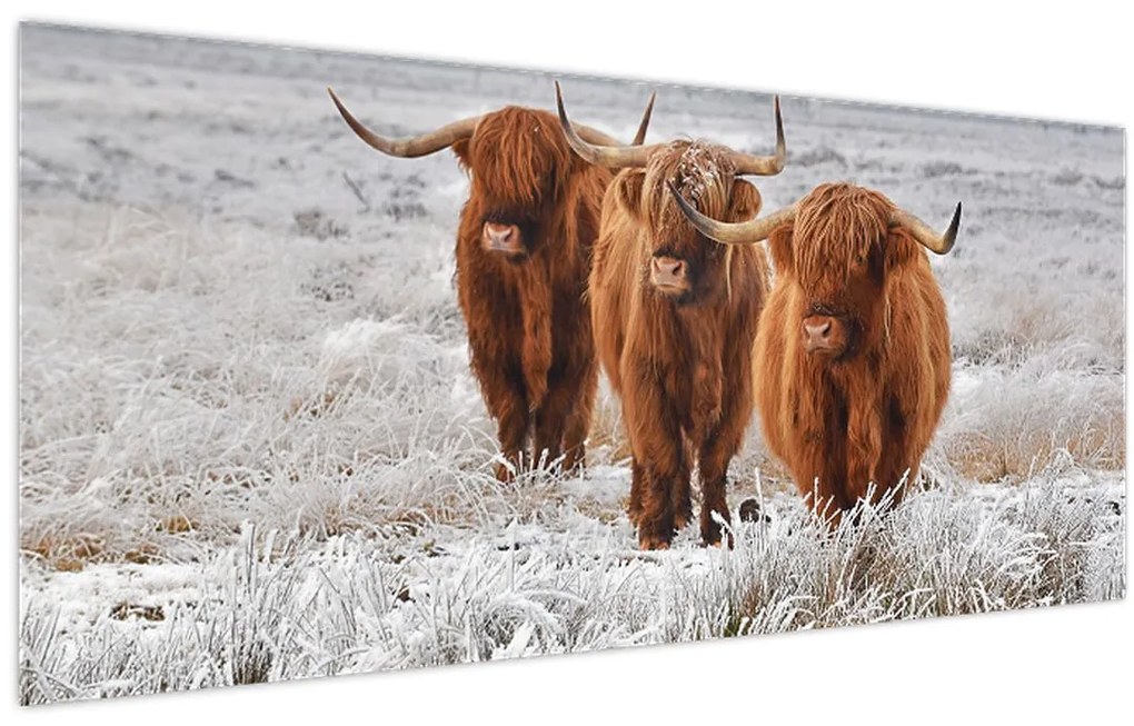 Tablou - Vaci scoțiene (120x50 cm)