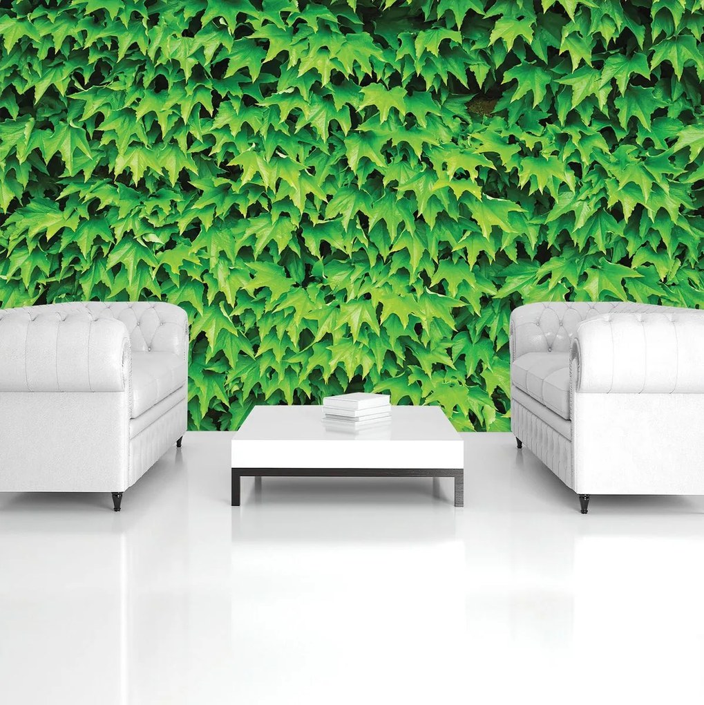 Fototapet - Frunze (152,5x104 cm)