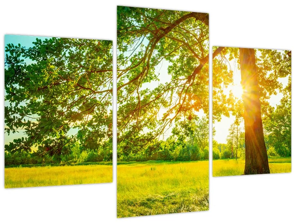 Tablou - Pădurea însorită (90x60 cm)
