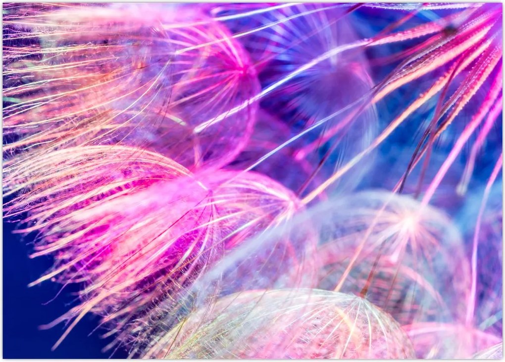 Tablou - Macro (70x50 cm)