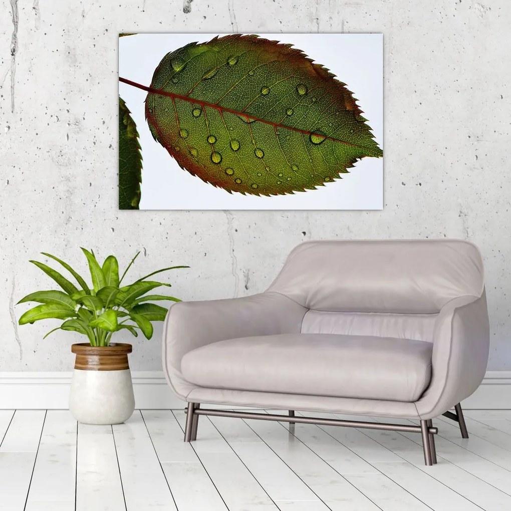 Tablou - Frunze de trandafir (90x60 cm)